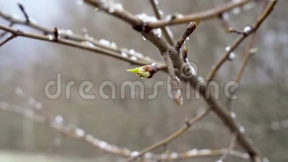 春天一阵突然的冷响和一场暴风雪把梨树的嫩叶都雪了视频的预览图