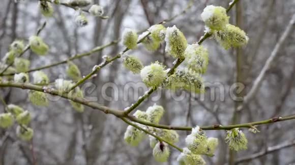 春天一阵突然的冷响和一场暴风雪把开花的柳树的花洒落雪视频的预览图