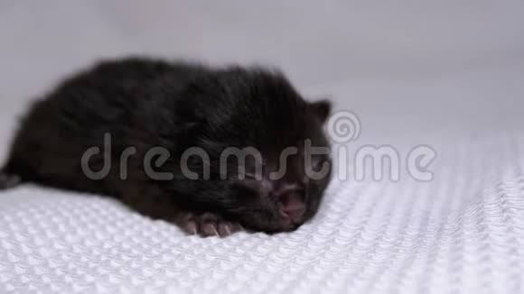 新生的盲小黑猫在白色的背景上爬行两天视频的预览图