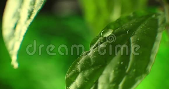 雨后美丽的绿叶特写镜头超级慢莫落在绿叶上的雨滴新鲜芦荟胶视频的预览图