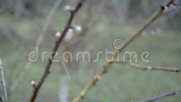 春天突然的寒冷和暴风雪覆盖了苹果果园里盛开的苹果树叶子和雪视频的预览图