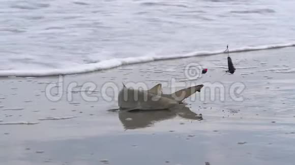 渔夫在海里抓到了一条护士鲨鱼视频的预览图