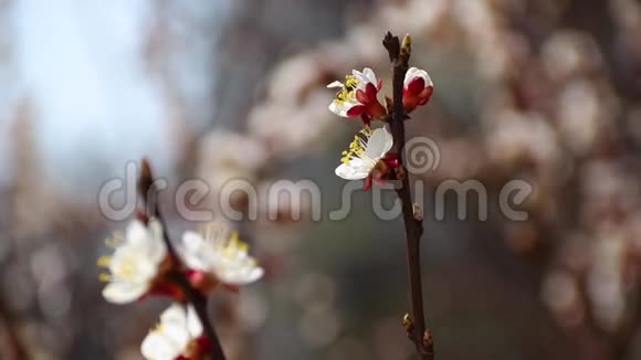 杏树上的蜜蜂采花粉视频的预览图