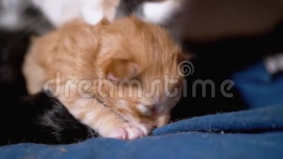 哺乳妈妈猫拥抱一只盲目的新生姜猫可爱猫家庭视频的预览图
