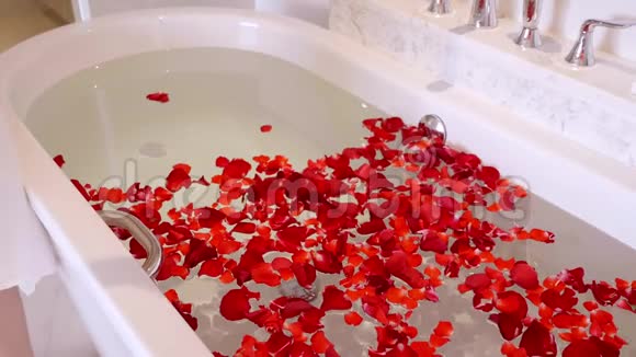 女人的手准备一个家庭浴与花瓣滴红玫瑰花瓣到水视频的预览图