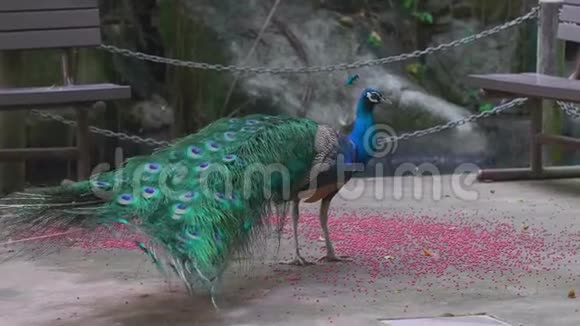 美丽的雄孔雀大尾巴走路吃散落在地板上的食物视频的预览图