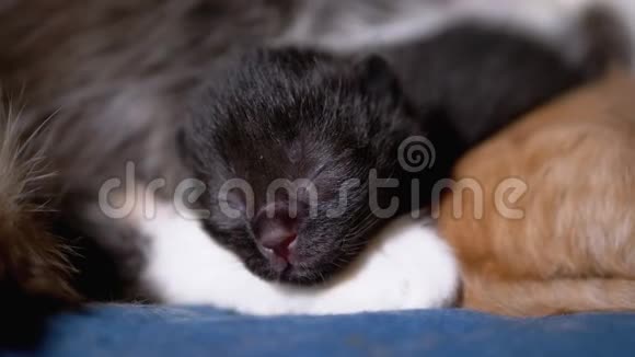 初生的黑盲小猫闭着眼睛嘶嘶地躺在乳母猫身上视频的预览图