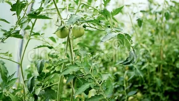 温室里生长成熟的绿色番茄视频的预览图