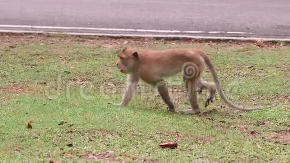 现代柏油路附近不在动物园成年野生猴子在草地上咀嚼视频的预览图