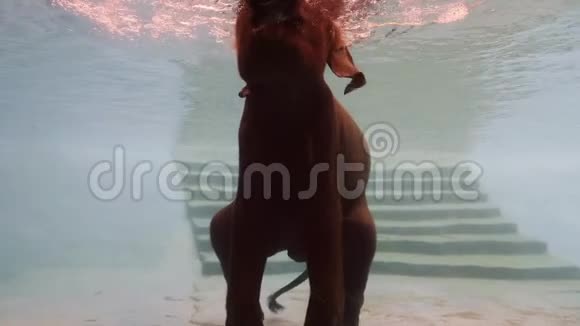 动物园泳池里有趣快乐的亚洲大象游泳视频的预览图
