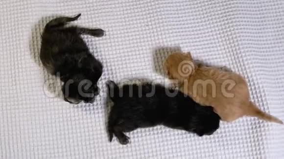 三只新出生的盲小黑红猫在白色背景上爬行视频的预览图