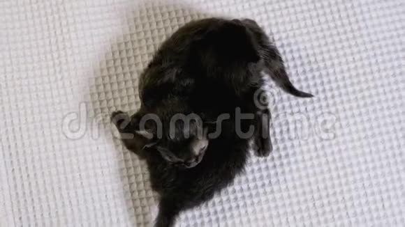 在白色背景下爬行的新生盲小黑猫两天大视频的预览图