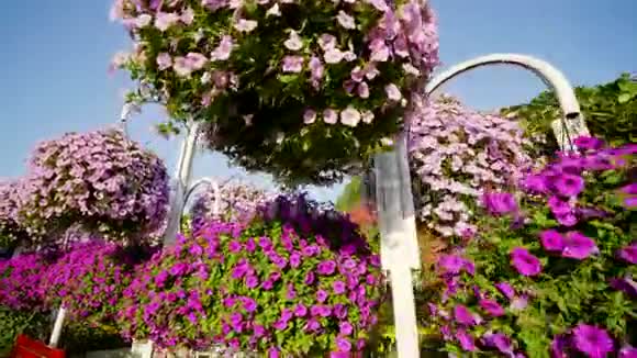 阿联酋迪拜2019年12月14日迪拜奇迹花园在一个阳光明媚的日子里4500万朵鲜花视频的预览图