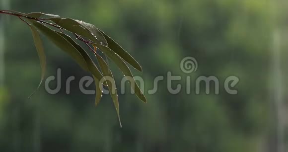 桉树枝在雨中的突出背景视频的预览图