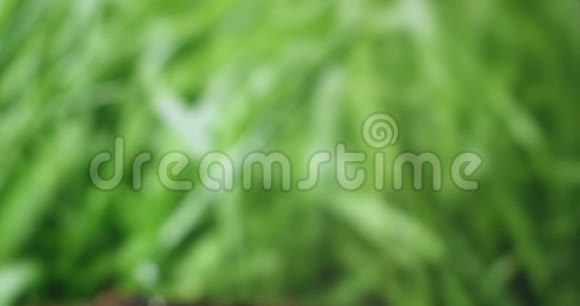 宏观生长绿色植物年轻的植物萨普林正在阳光下从土壤中生长小树生长视频的预览图
