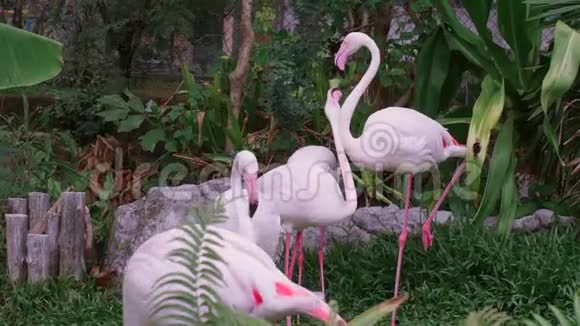动物园的粉红火烈鸟群看镜头许多美丽的火烈鸟视频的预览图