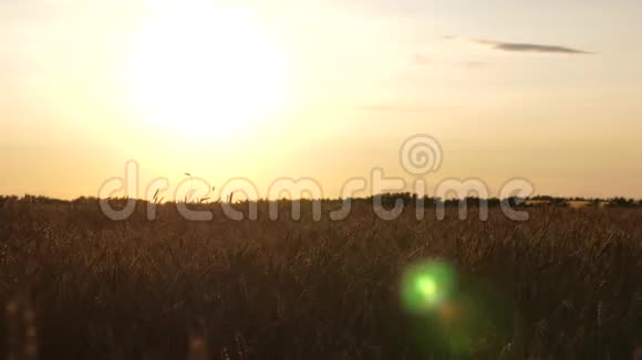 黎明时麦穗随风摇动谷物作物在夏天成熟成熟小麦的晚场视频的预览图