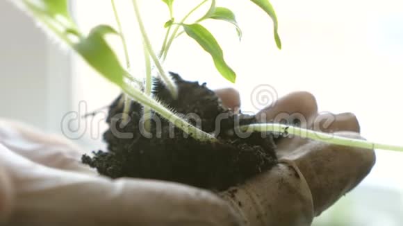 环保萌芽幼芽在农民手中番茄幼苗特写在实验室戴着手套视频的预览图