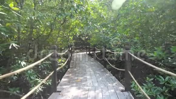 红树林中的木桥太阳射线视频的预览图