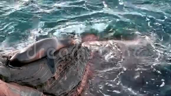 太平洋悬崖边上的海狮视频的预览图
