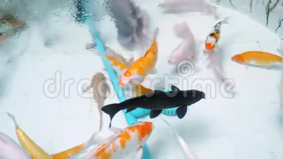 在水族馆里游泳的是各种橙白色的鱼视频的预览图