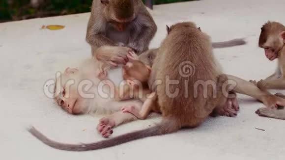 猴子一家人在猴妈妈面前寻找滴答声视频的预览图