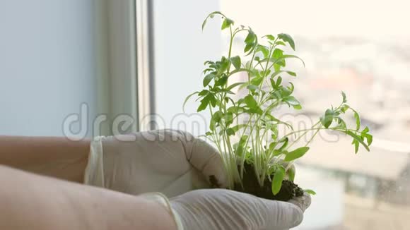 番茄幼苗特写在实验室里戴着手套的手拿着绿色的幼苗在手掌上靠在窗户上年轻的萌芽视频的预览图