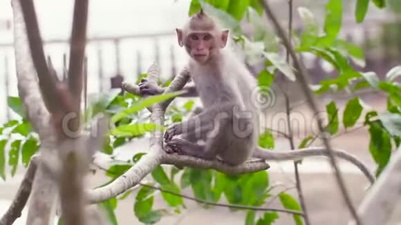 猕猴坐在树上愤怒地说着跳着走视频的预览图