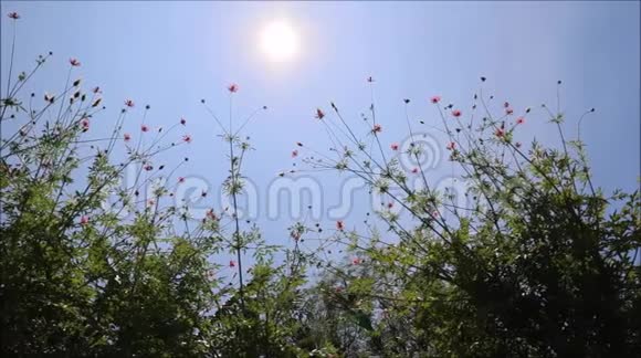 风中的花在太阳的背景下视频的预览图