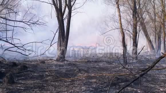 森林里的火地上的烟熏森林和烧焦的树木和草视频的预览图