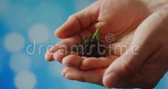 幼芽在农夫手中园丁的手拿着一棵绿色的幼苗在手掌上对抗天空甜椒视频的预览图