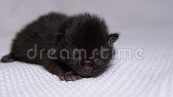 新生的盲小黑猫在白色的背景上爬行两天视频的预览图