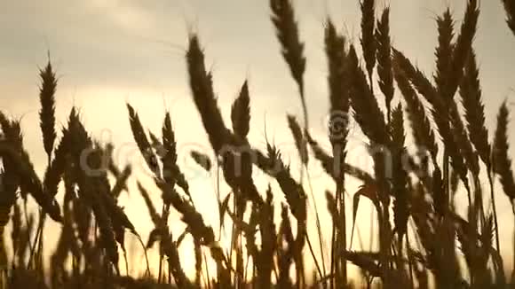 环保小麦在蓝天上成熟小麦的田野小麦的穗子和谷粒摇动着视频的预览图