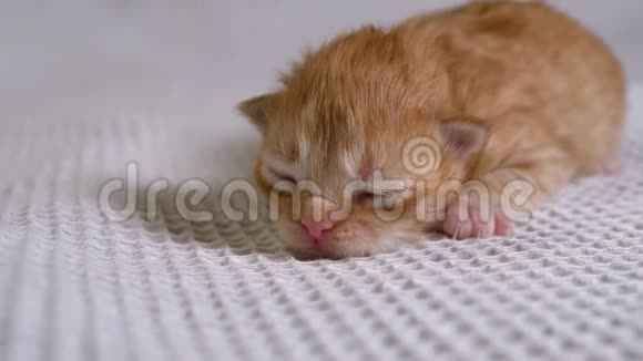 新生的盲小红猫在白色的背景上爬行两天大视频的预览图