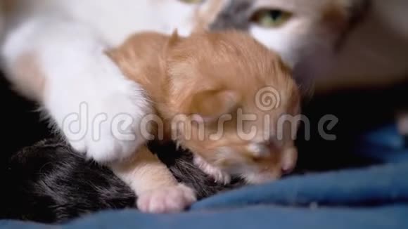哺乳妈妈猫抱着一只瞎了的新生姜小猫可爱的猫科动物视频的预览图