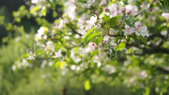 粉红色的苹果花开在花园的高清视频视频的预览图