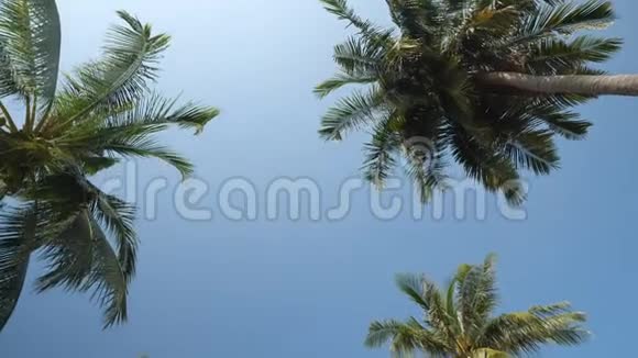 热带棕榈树在蓝天和烈日下升起视频的预览图