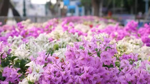 紫色和白色的花在微风中摇曳视频的预览图