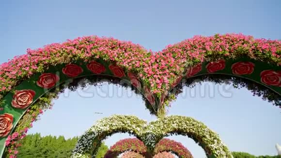 五颜六色的心形花巷在迪拜奇迹花园在一个阳光明媚的日子视频的预览图