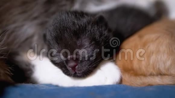 新出生的黑盲猫眼睛闭着眼睛看着哺乳母猫视频的预览图