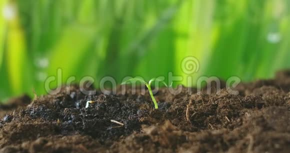 种植绿色植物年轻的植物萨普林正在阳光下从土壤中生长阳光下生长的小树视频的预览图
