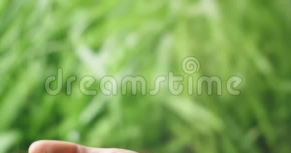 拯救绿色星球的概念植物保护手握一株绿植幼苗视频的预览图