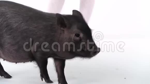 腿的孩子靠近小黑猪迷你猪在白色背景慢动作关门视频的预览图