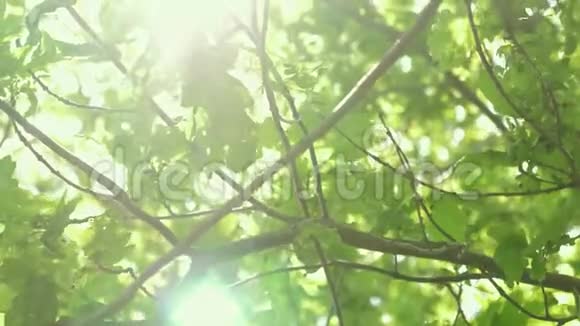 春天一棵橡树的绿叶上闪烁着阳光橡树林夏天公园里的树慢动作视频的预览图