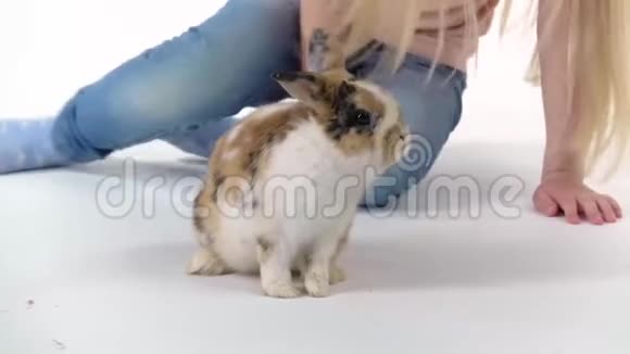 金发的小女孩在白色的背景下抚摸着毛茸茸的三色兔子慢动作关门视频的预览图