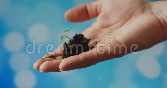 手中有植物抱着一棵嫩绿的树苗顶着蓝天保护环境视频的预览图