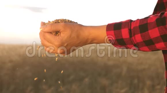 商人在田间观察小麦的品质谷物收割农学家女孩的手唤醒谷物女人视频的预览图