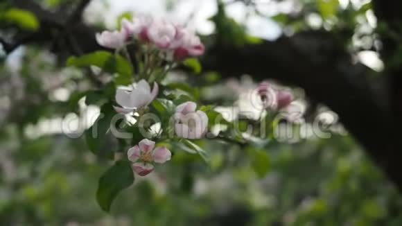 粉红色的苹果花开在花园的高清视频视频的预览图