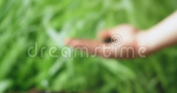 一只雄性的手把一株带着泥土的嫩绿脆弱的幼苗带到照相机前把它握在你的手心里视频的预览图