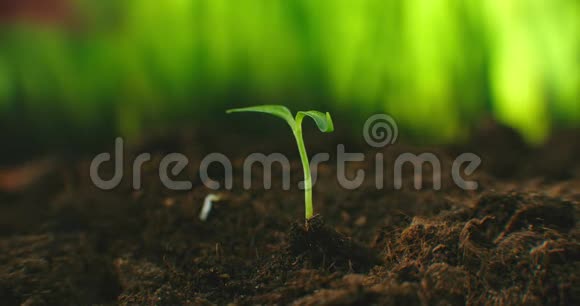 一种用手在地上种植的绿色幼苗的特写镜头农夫用手种一棵幼苗工厂视频的预览图